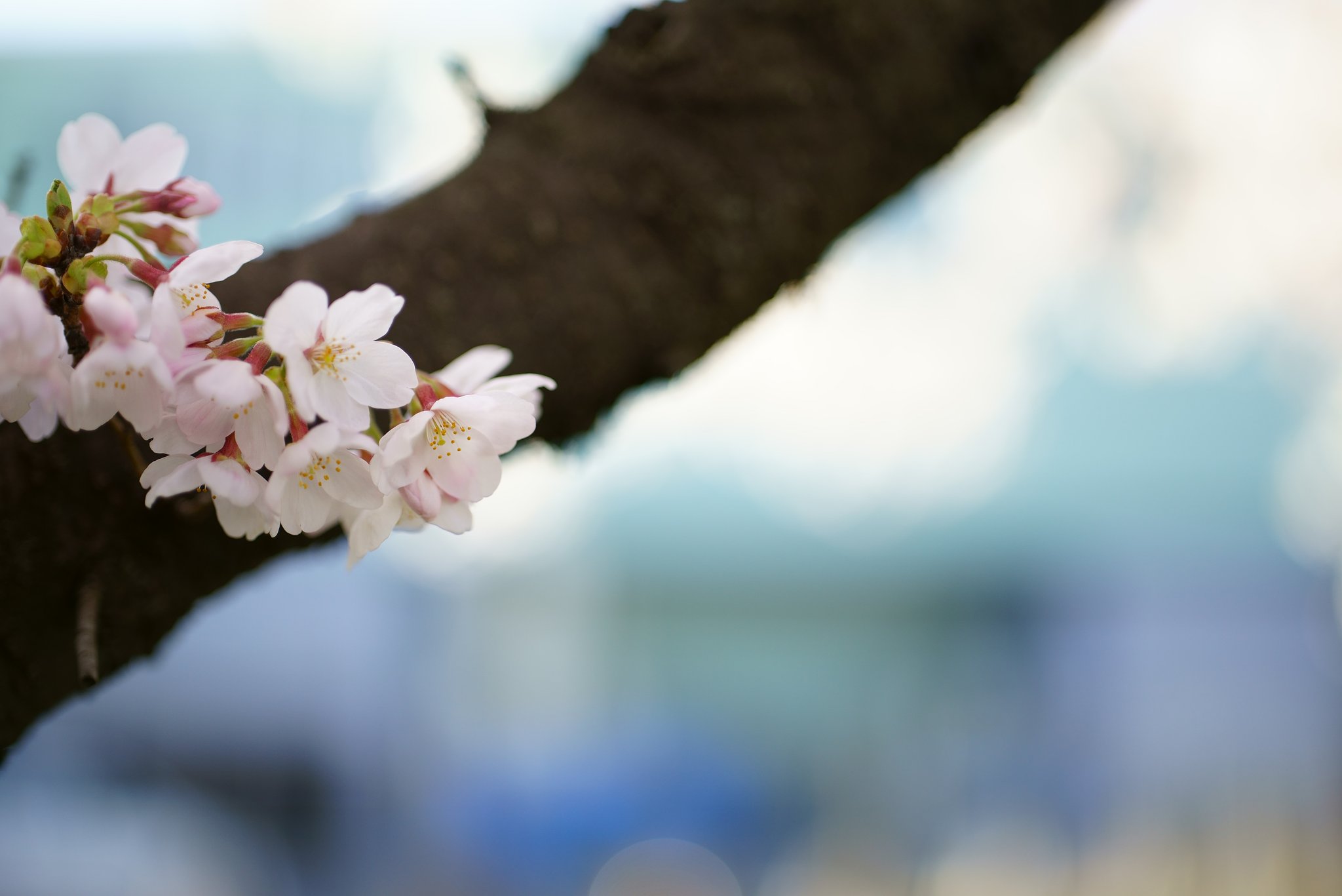 Otus 55mm F1.4 ZF2