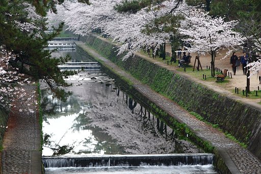 夙川公園の桜