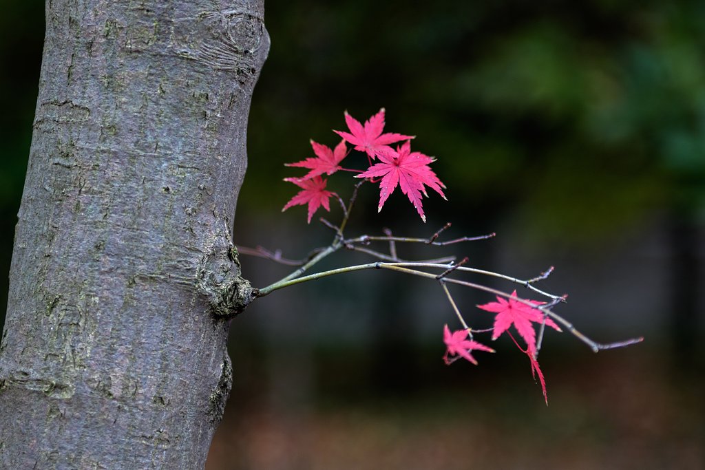 EF28-70mm F2.8 L USM