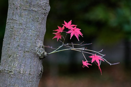 EF28-70mm F2.8 L USM
