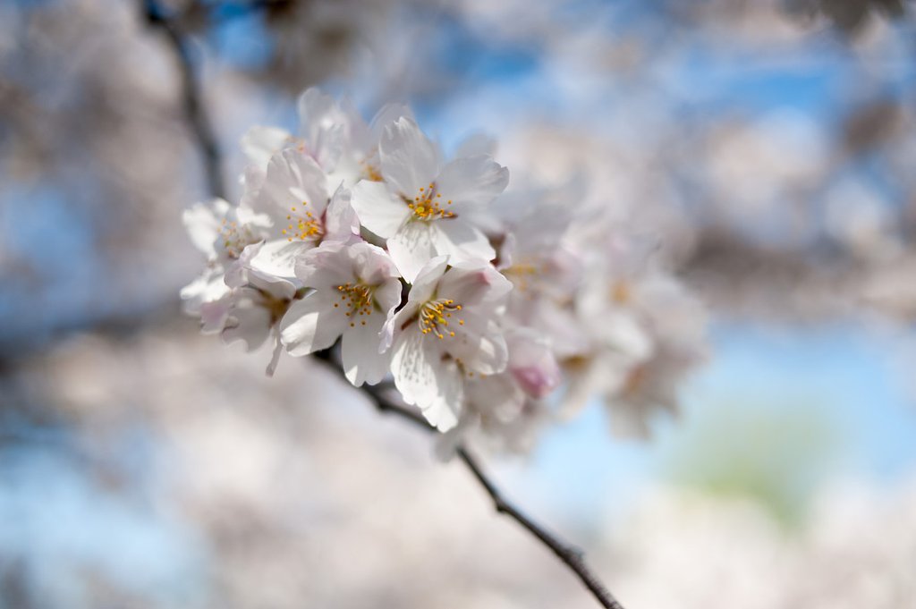 近くの遊歩道の桜