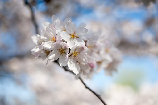 近くの遊歩道の桜