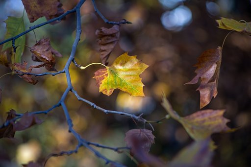 Ai Zoom-NIKKOR 80~200mm F4