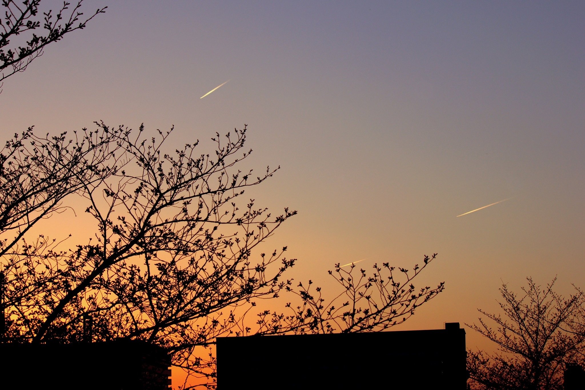【影遊び】夕影 - 咲く日焦がれる桜たち