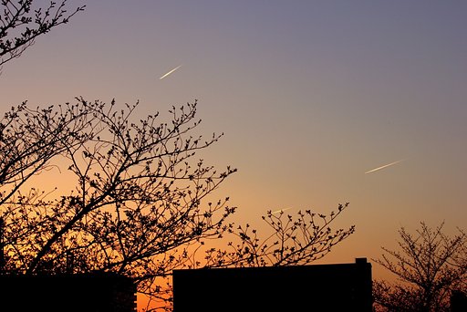 【影遊び】夕影 - 咲く日焦がれる桜たち