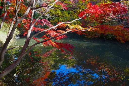 六義園⑥～水面（みなも）に魅せられて