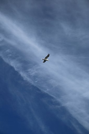 【雲】空の青にも雲の白にも