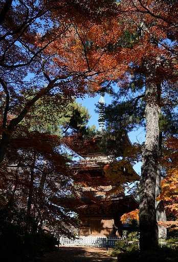 豪徳寺