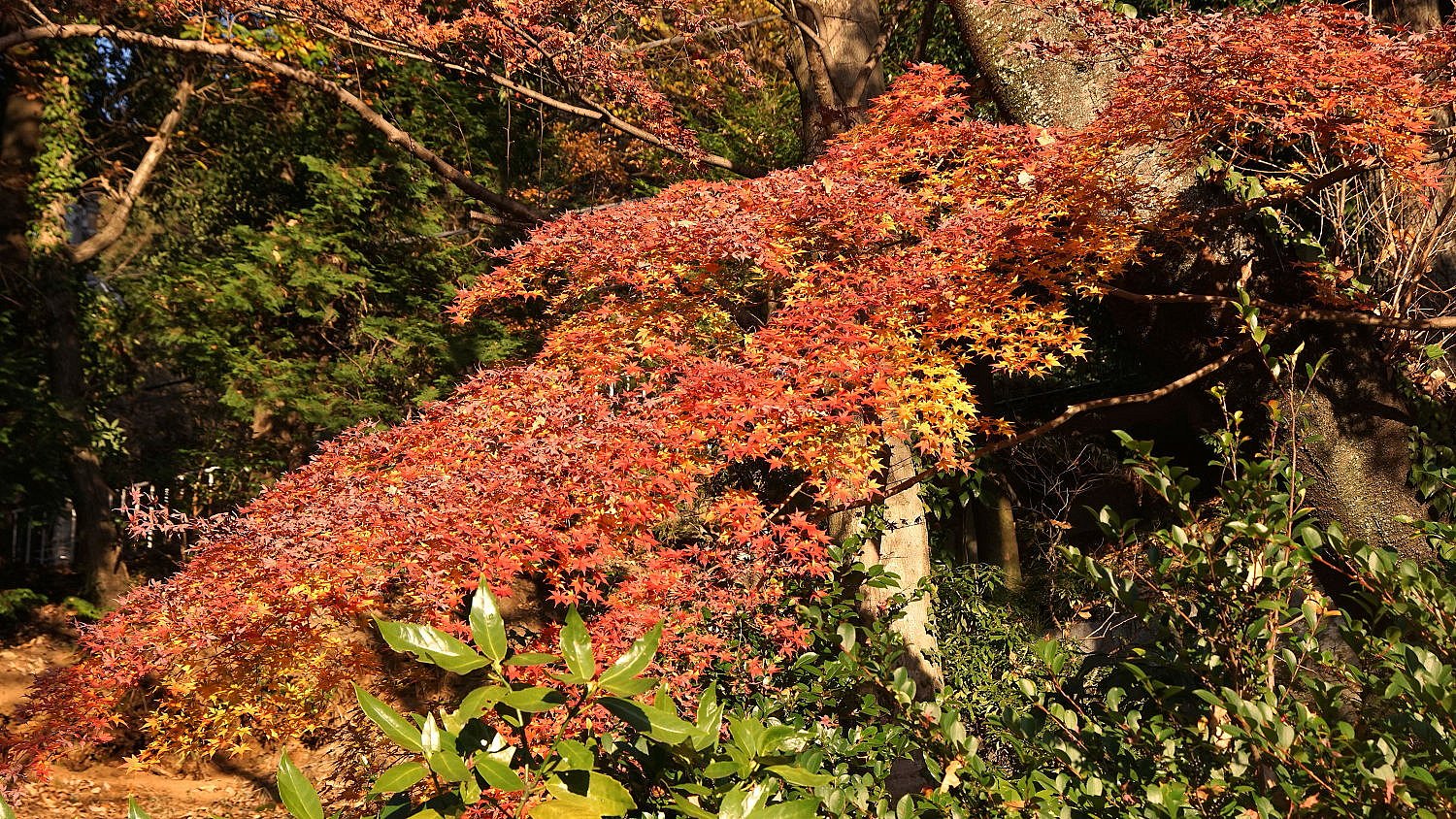 下がり紅葉？