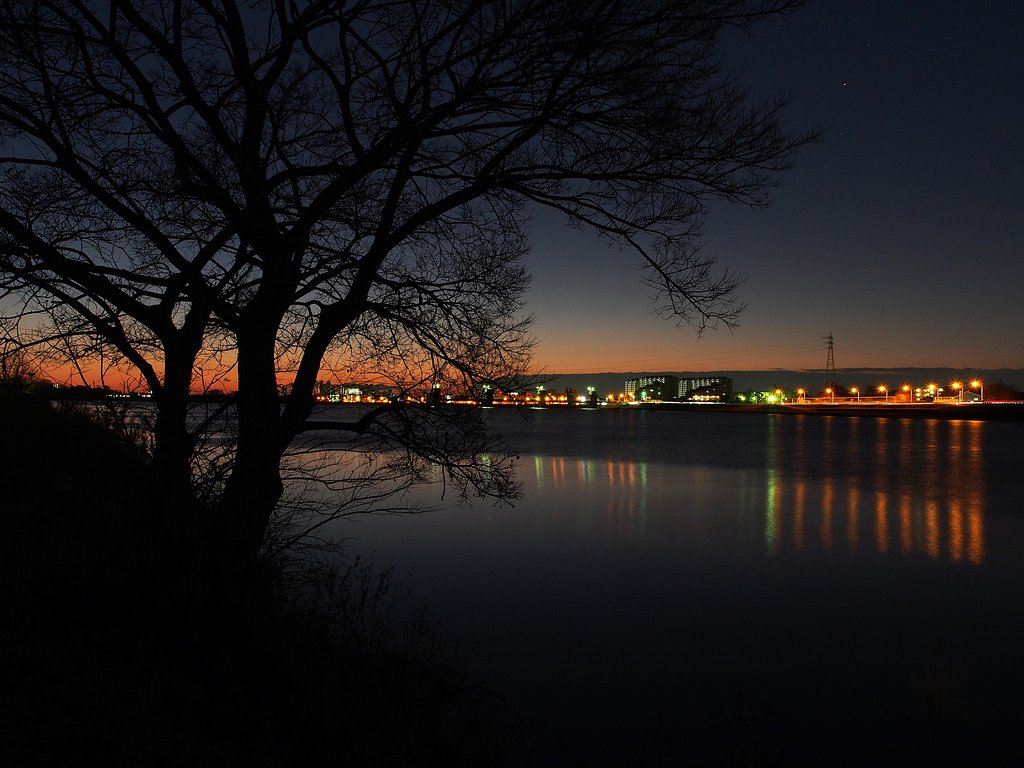 夜明けの樹