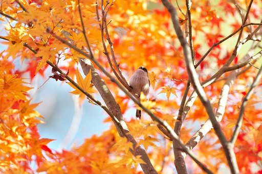 紅葉狩りのエナガ