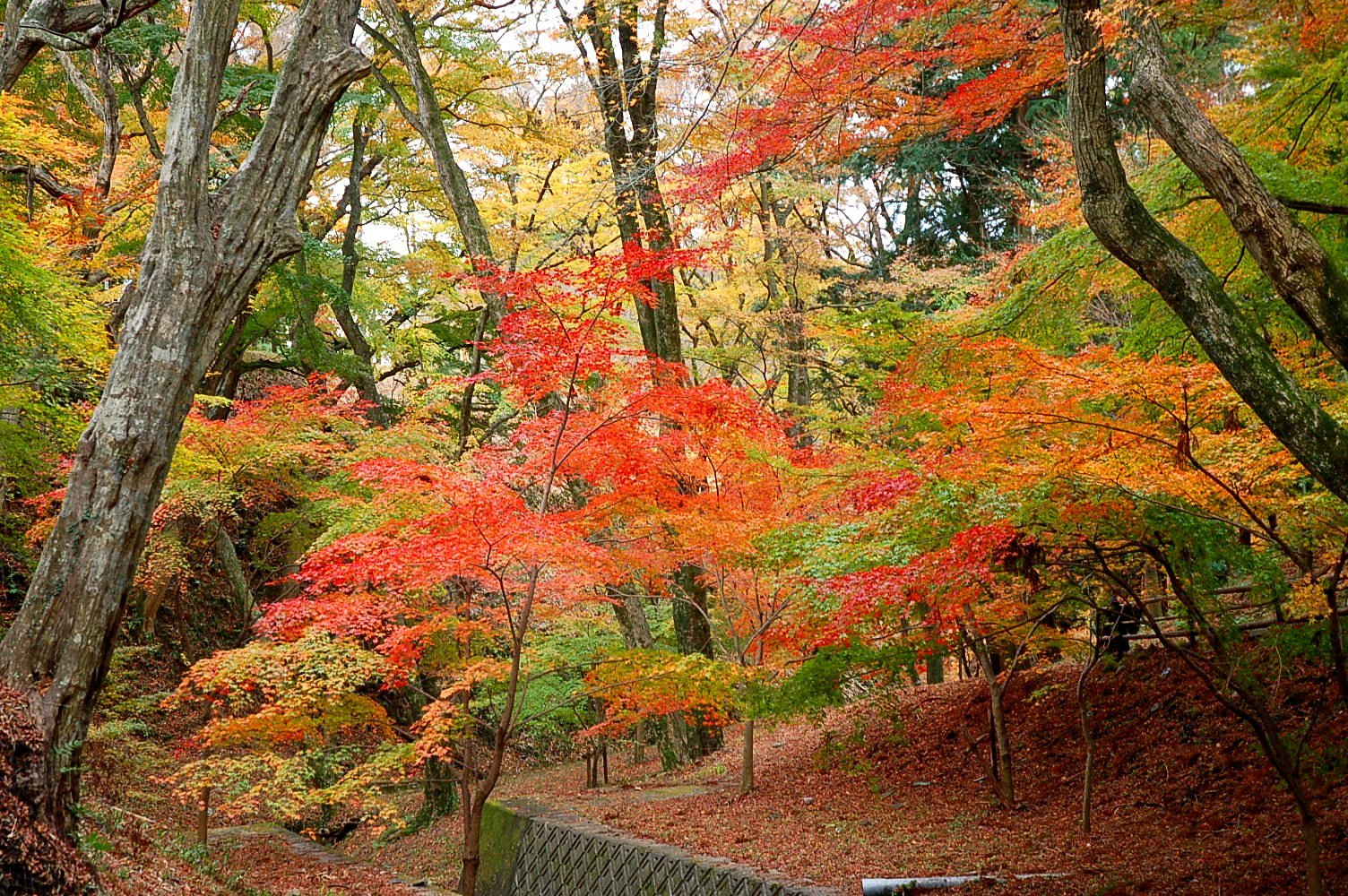 もみじ谷紅葉