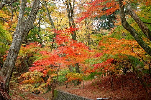 もみじ谷紅葉