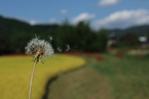 綿毛の冒険