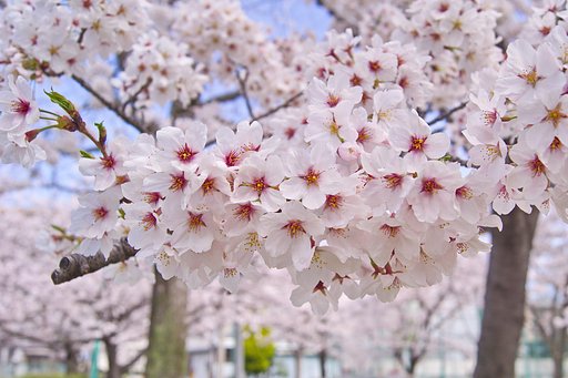 桜満開