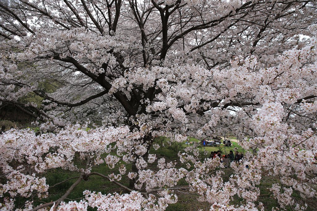 花見
