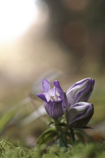 Micro-NIKKOR Auto1:3.5 