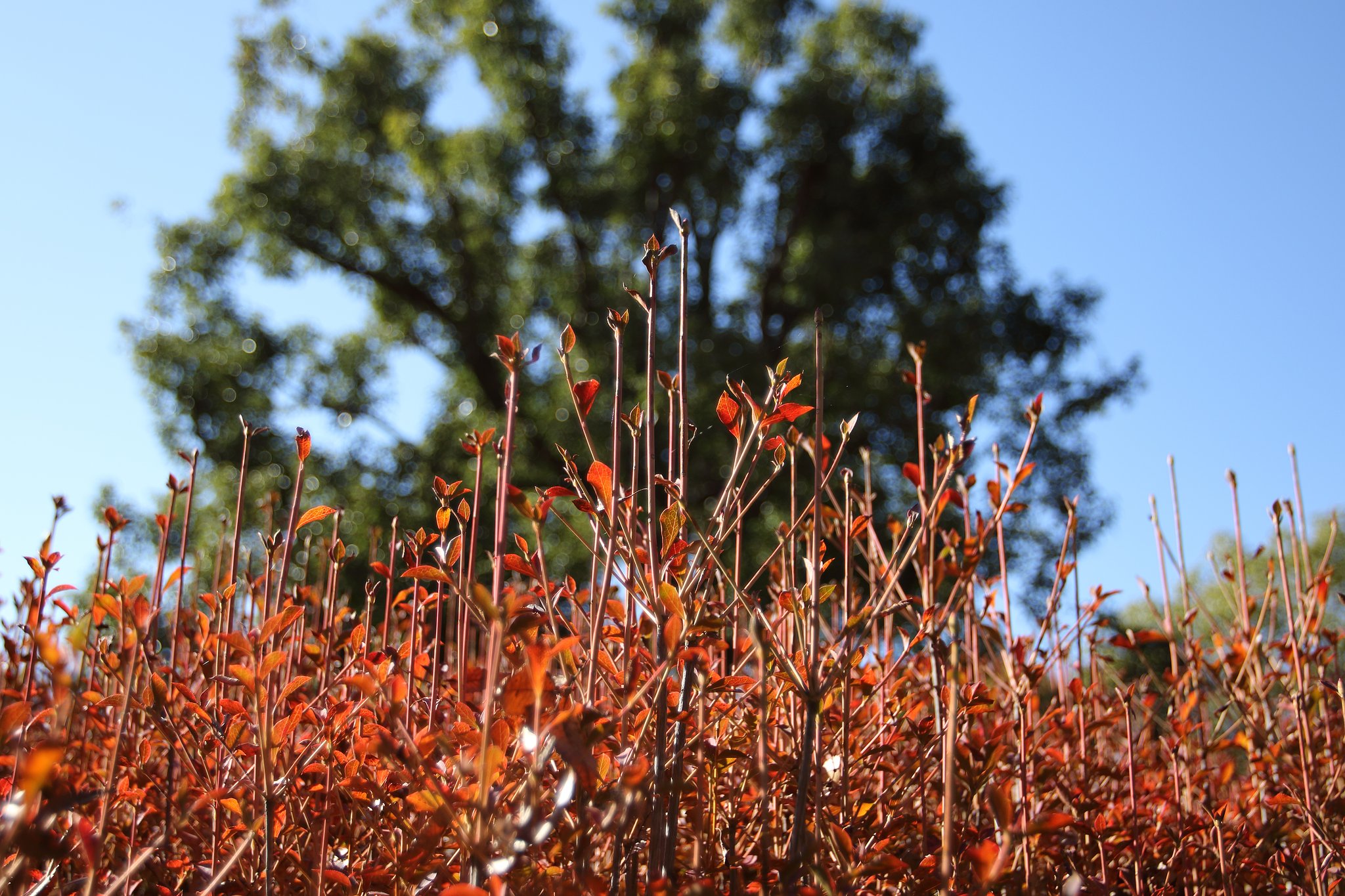 EF16-35mm F2.8 L USM