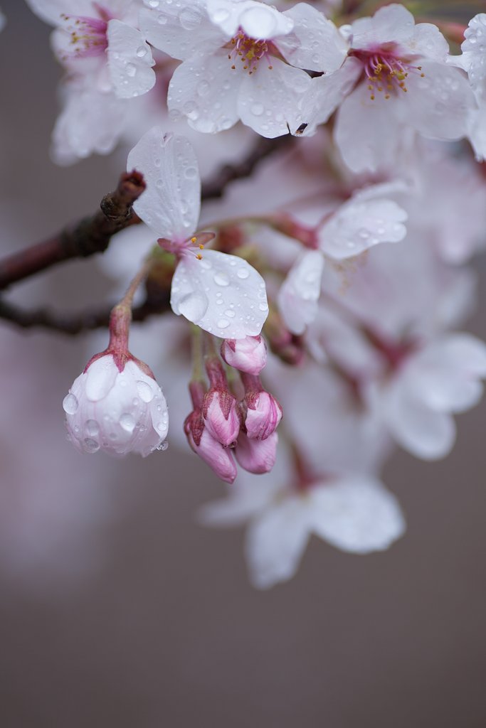 SP AF 90mm F/2.8 MACRO1:1(172E)