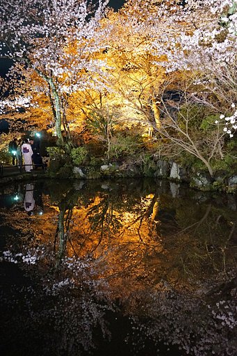 夜桜、水鏡・・・