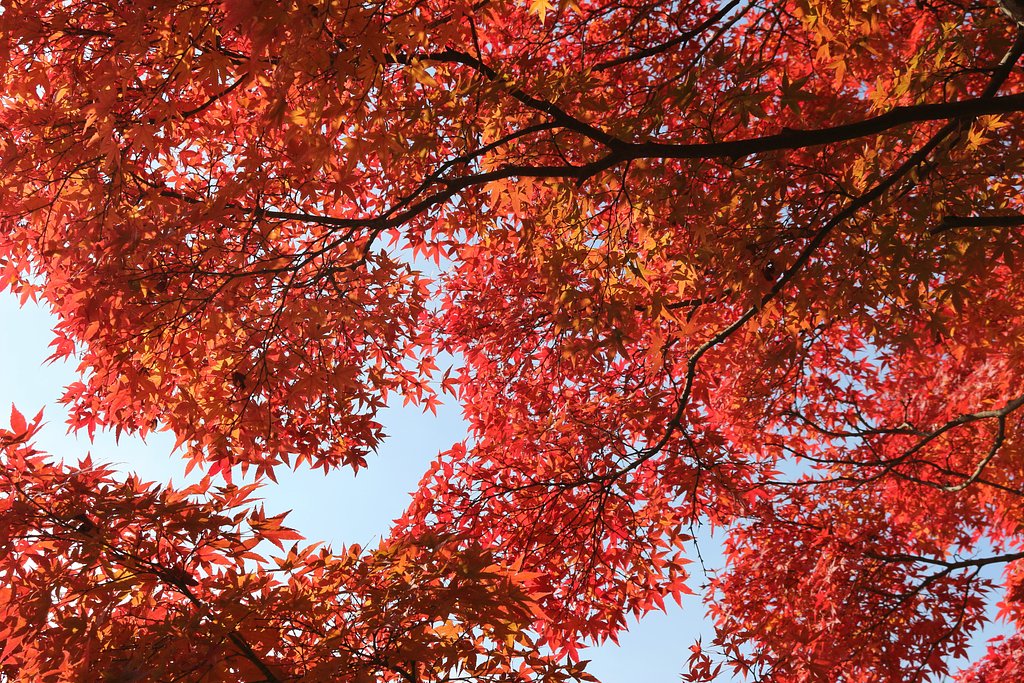 真紅の紅葉