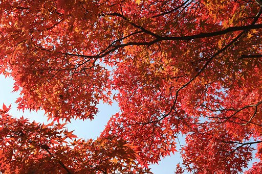 真紅の紅葉