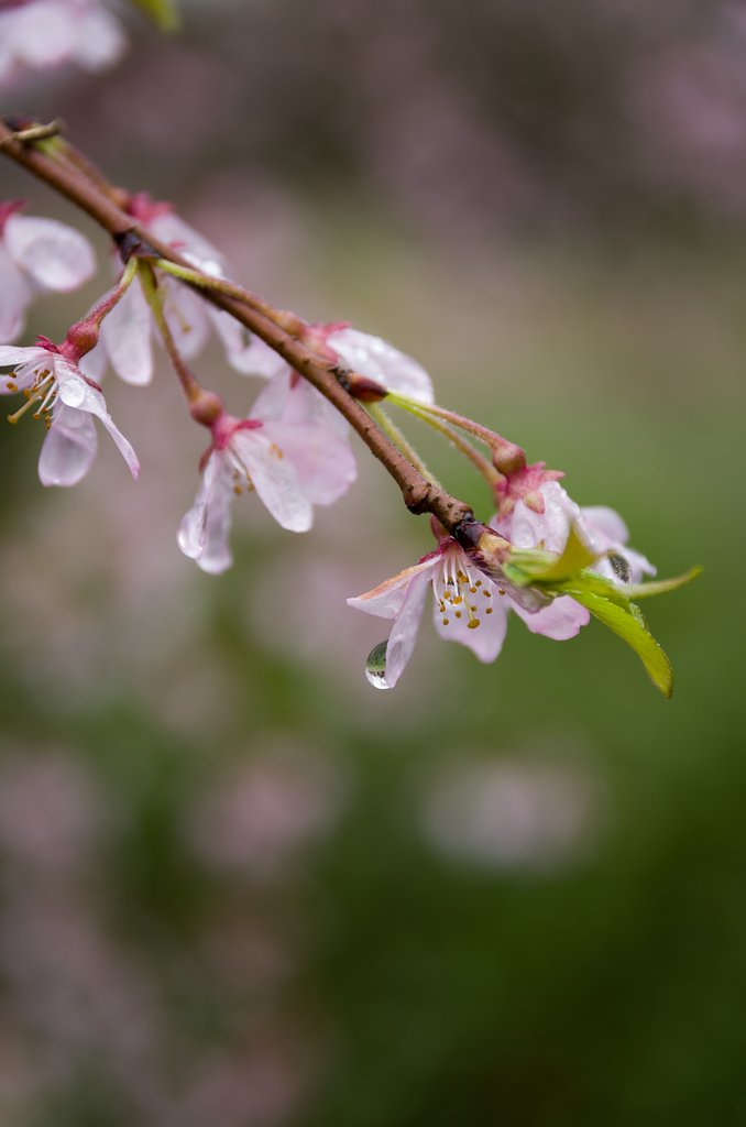 SIGMA 17-70mm F2.8-4 DC MACRO 