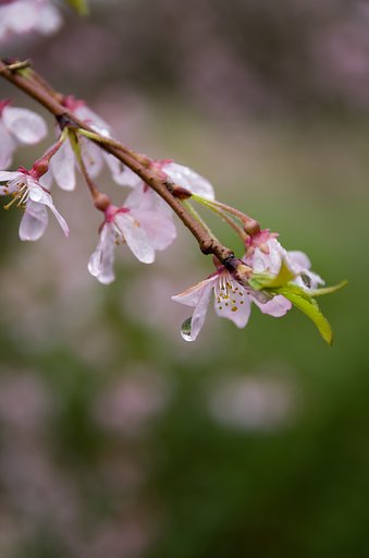 SIGMA 17-70mm F2.8-4 DC MACRO 
