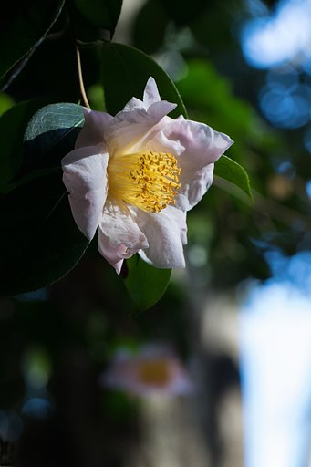 EF100mm F2.8 L MACRO IS ISM
