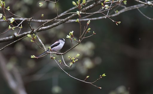 新芽にあいさつ