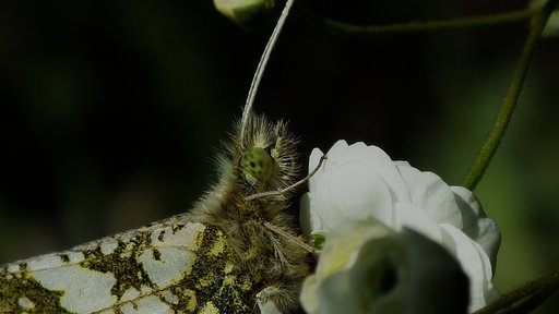 ツマキチョウの眉毛は