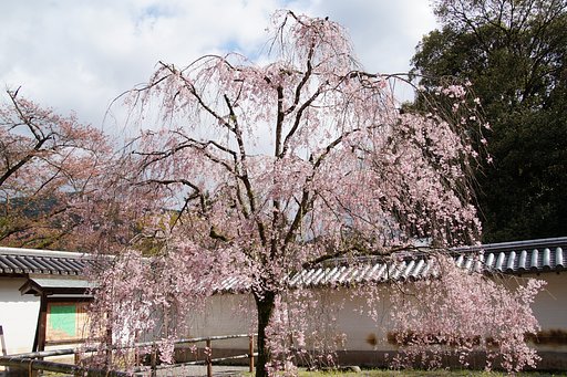 醍醐の桜