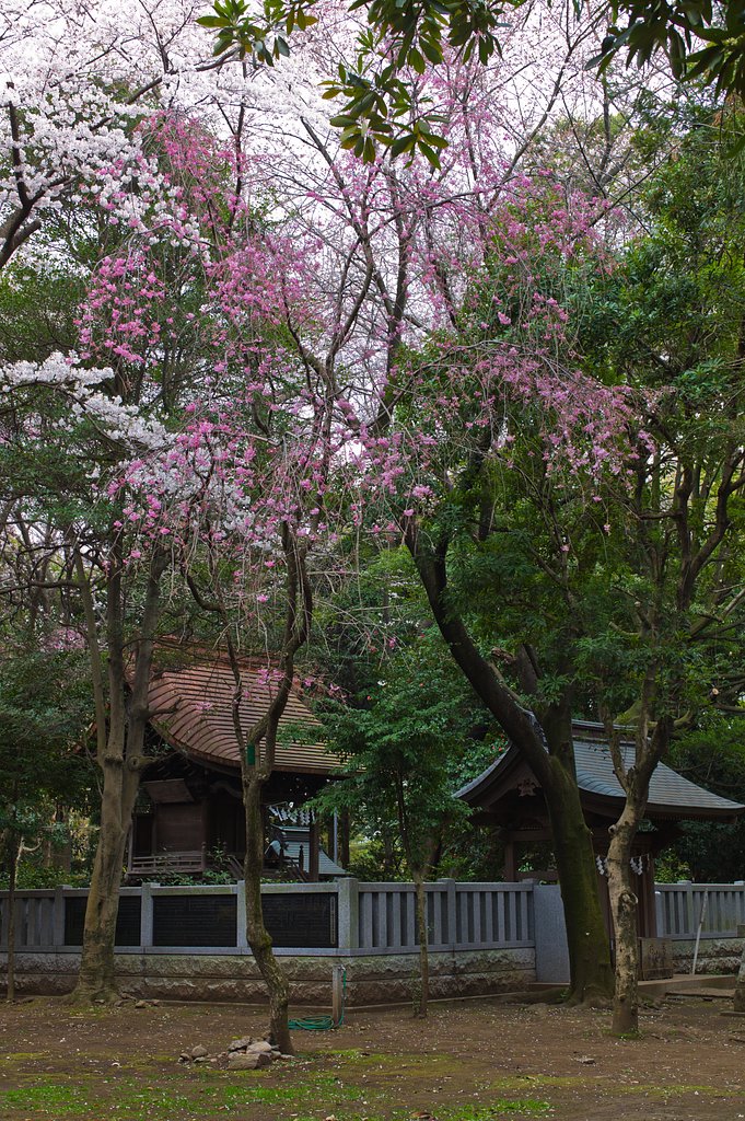 SUMMILUX-M 50mm F1.4 ASPH
