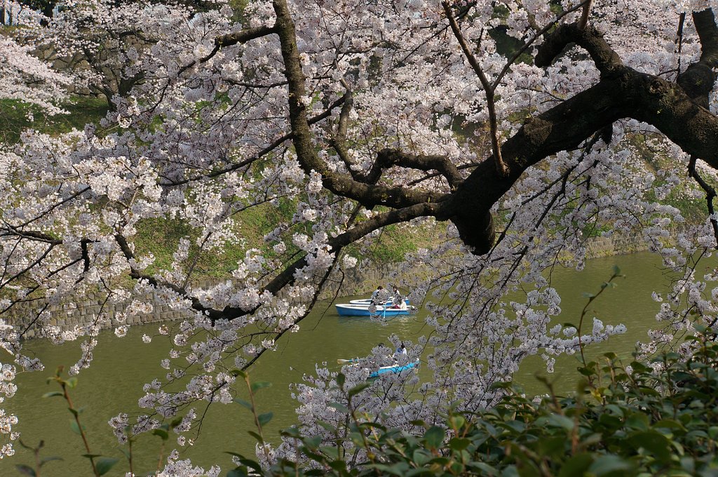 千鳥ヶ淵にて