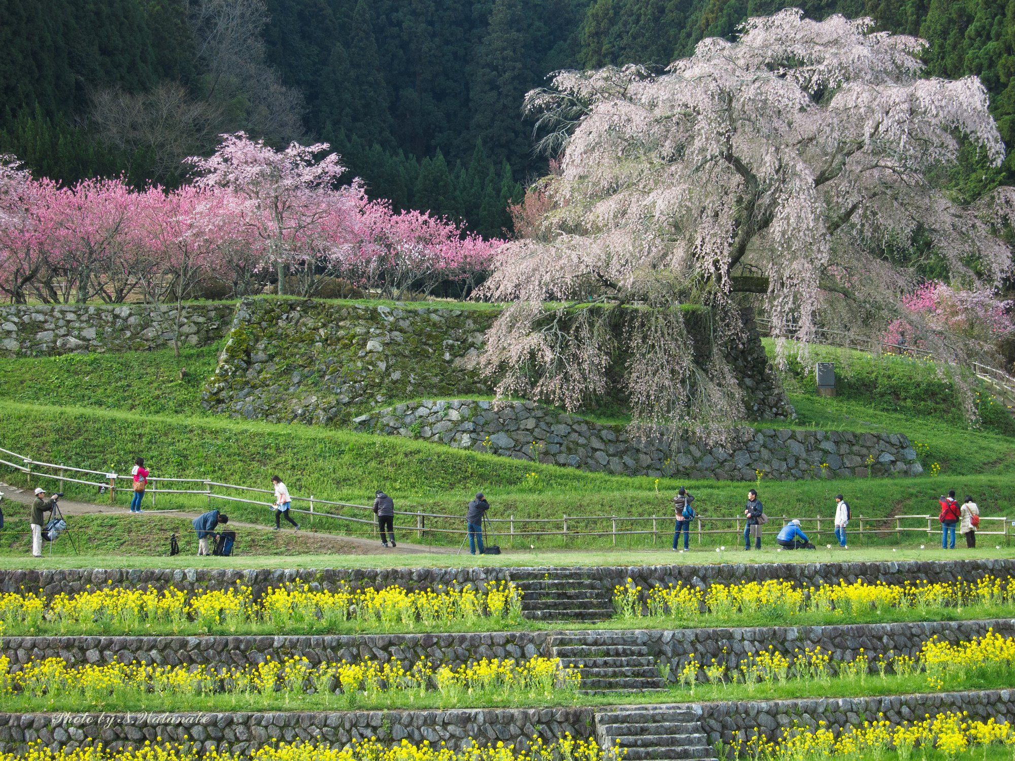 又兵衛桜