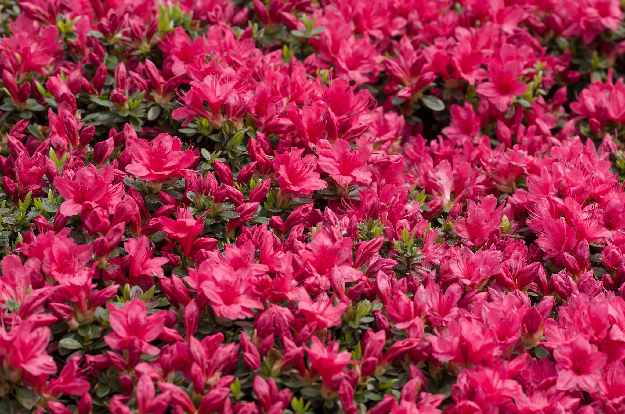 SIGMA MACRO 70mm F2.8 