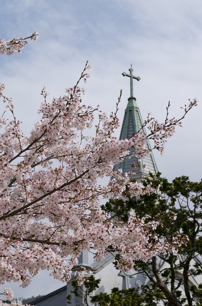 桜