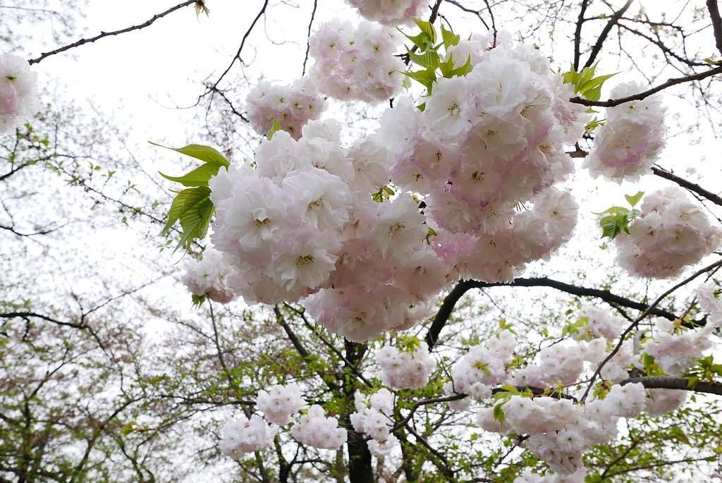 白い八重桜