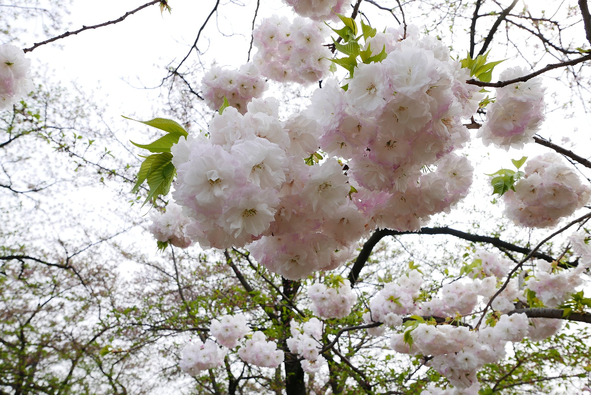 白い八重桜