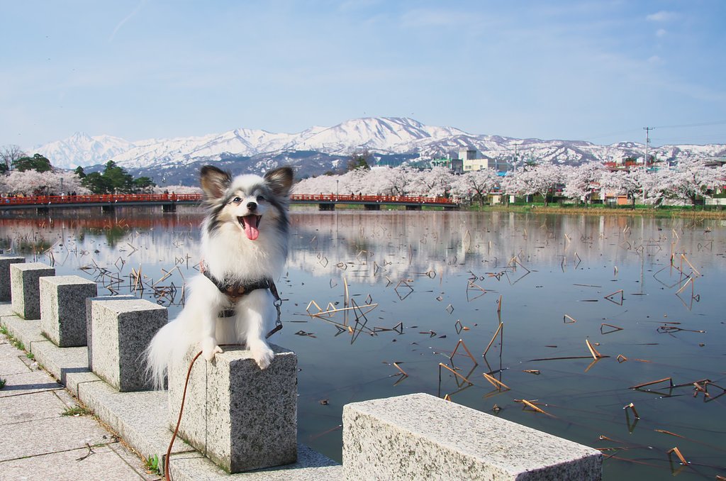 お久しぶり