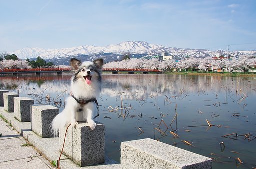 お久しぶり