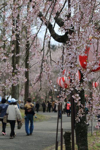 しだれ桜の並木道（世羅甲山ふれあいの里）