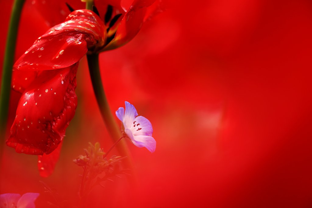 花の世界