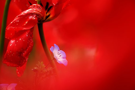 花の世界