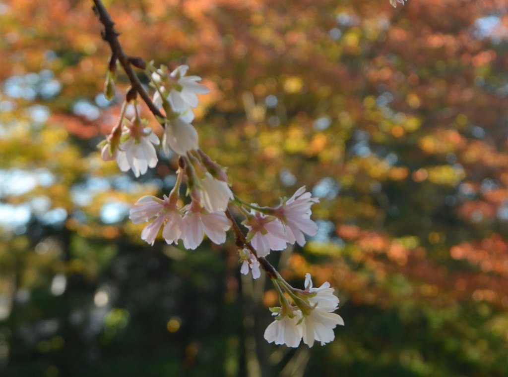 桜と紅葉