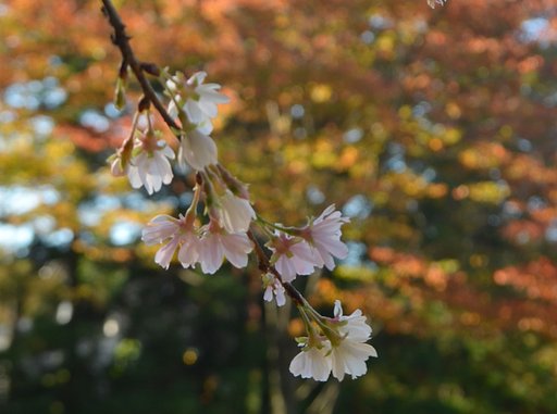 桜と紅葉