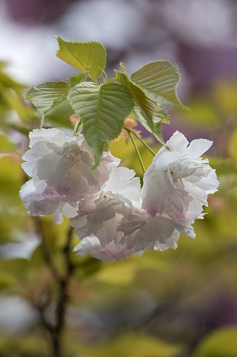 EF70-200mm F4 L IS USM