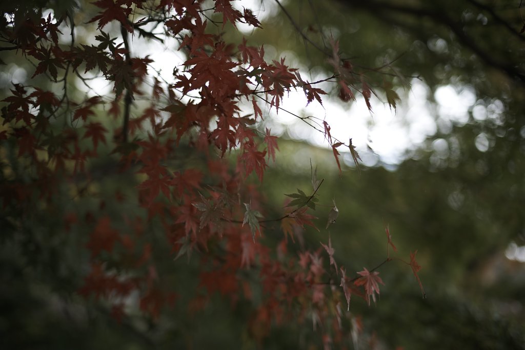Distagon 1.4/35 MMJ