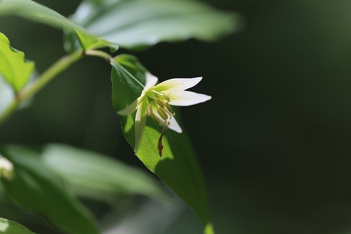 稚児百合