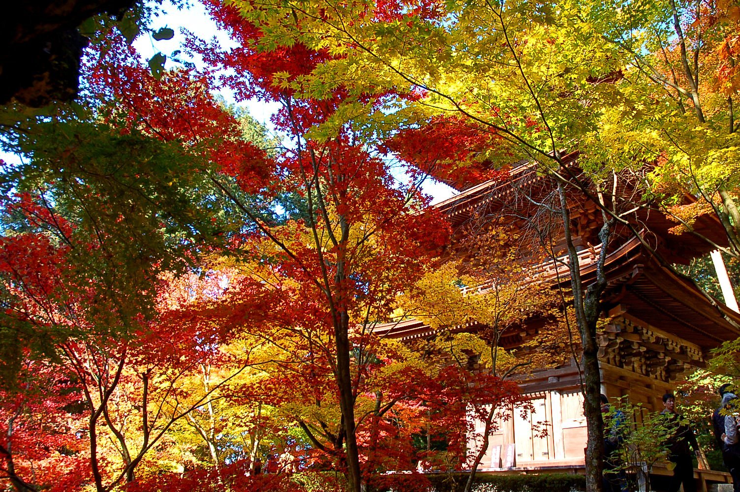 金剛輪寺紅葉